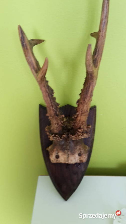 Sprzedam poroźe jelenia małopolskie Kraków