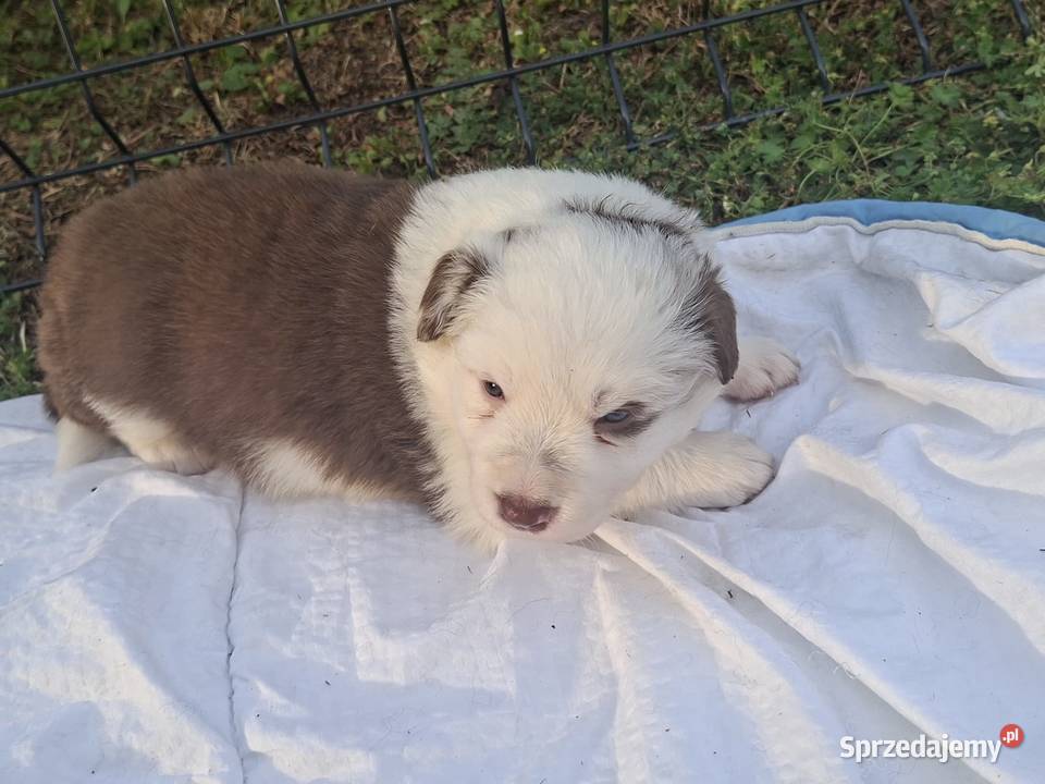 Szczenieta Border Collie REZERWACJA Przemyśl