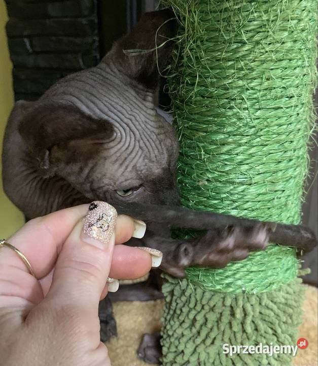 Sfinks Kanadyjski Do odbioru kocurek Rodowód Leszno