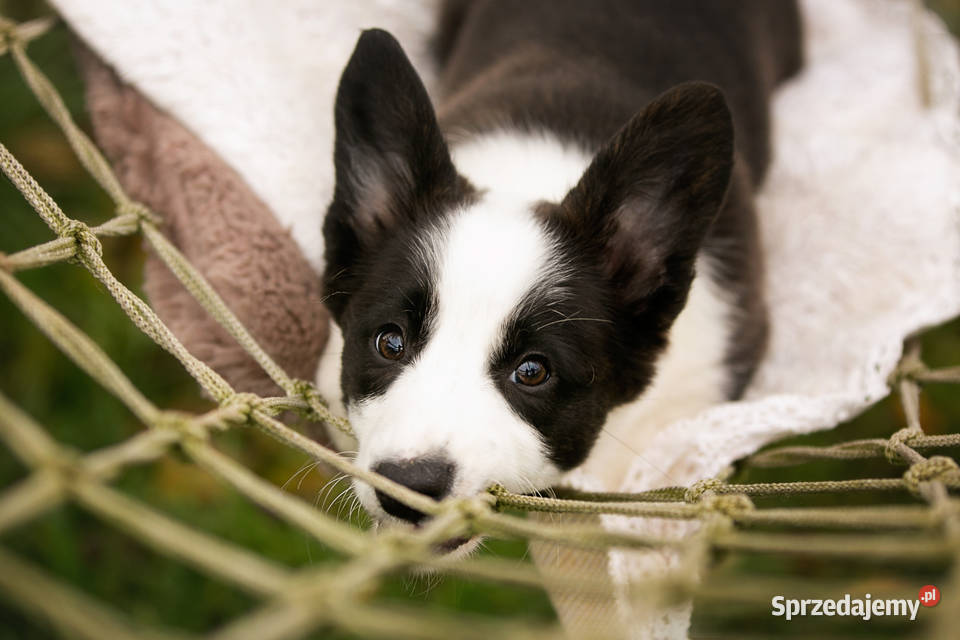 Szczeniaki Welsh Corgi Cardigan z rodowodem FCI Pozostałe