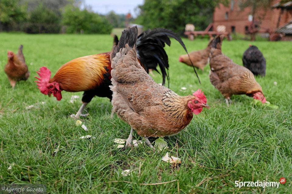 Kury nioski kokoszki FERMA Machowa 180 kaczki