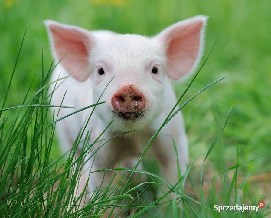 Dezosan Junior sucha kąpiel prosiąt 300 higiena Pozostałe sprzedam