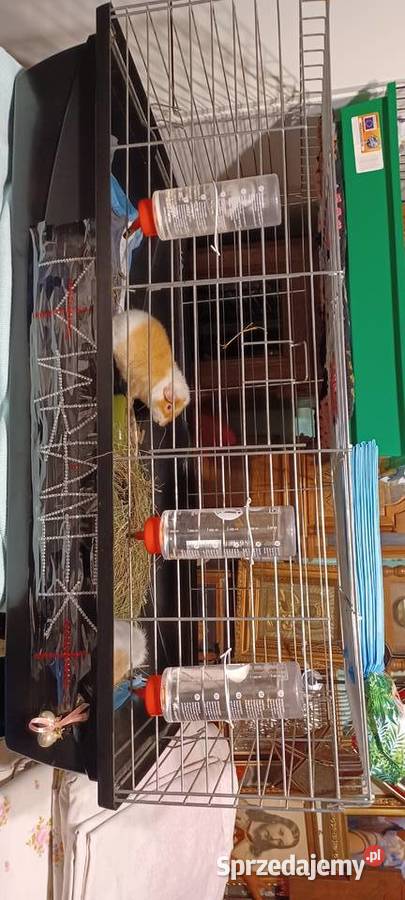 W POZNANIU DO 21 G SPRZEDAMY DWA TEDDY 55 MIES Gniezno