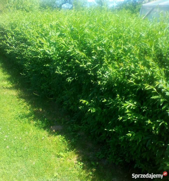 Żywopłot Liguster Sztobry Sadzonki 5010 Bydgoszcz