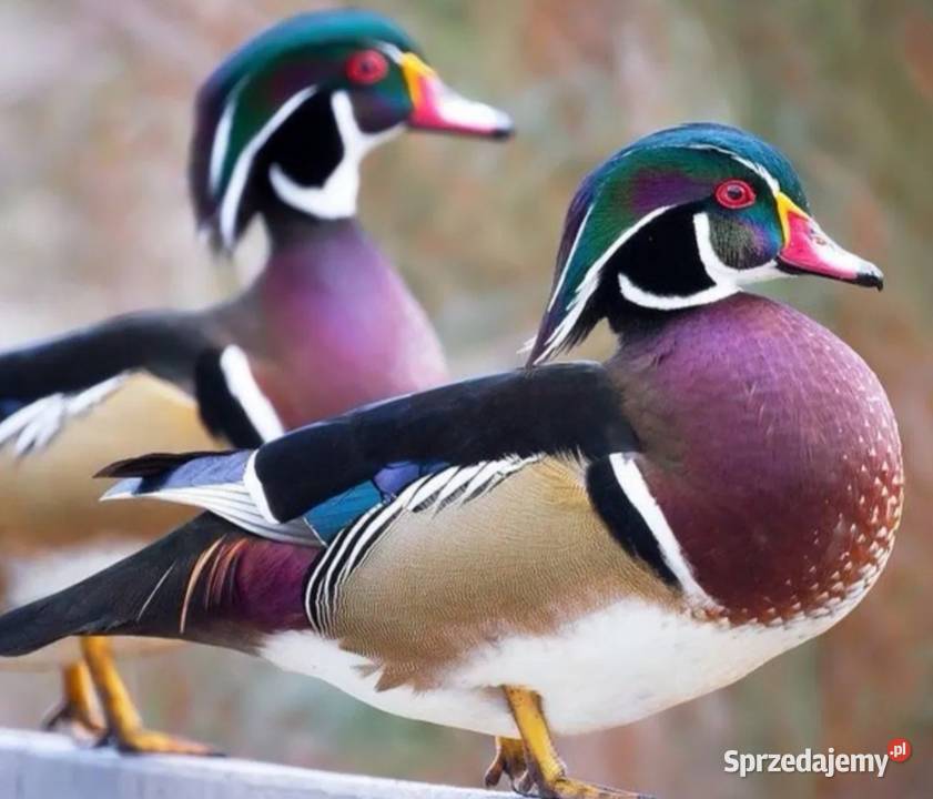 Kaczorek karolinek widoczny na zdjęciu Zwierzęta Łoniów