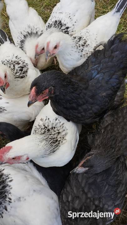 Kogutki Sussex leghorn mix sprzedam