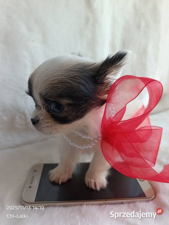 Chihuahua chłopiec samiec xxs dlugowlosy Inowrocław sprzedam