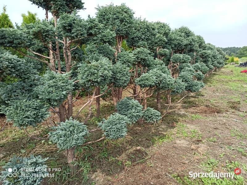 Bonsai z Cyprysika Groszkowego Boulevard 250 Januszkowice