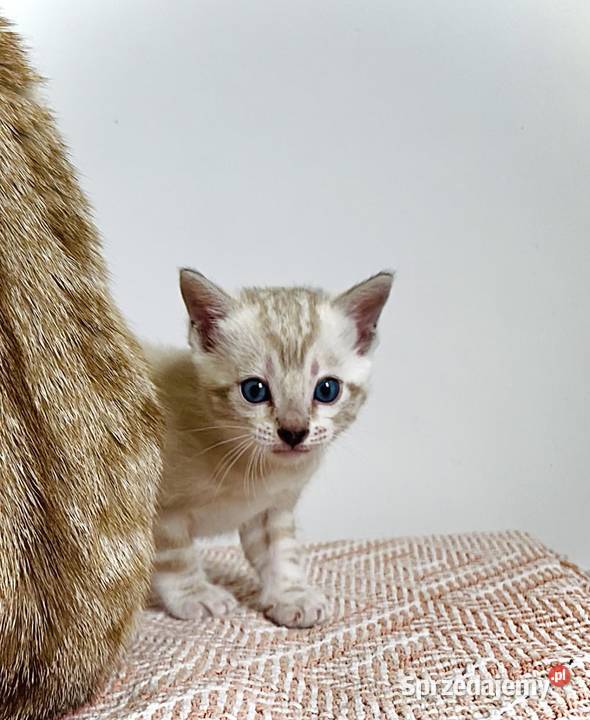 Vanillia snow marble mink bengal girl Bengalski Lubliniec
