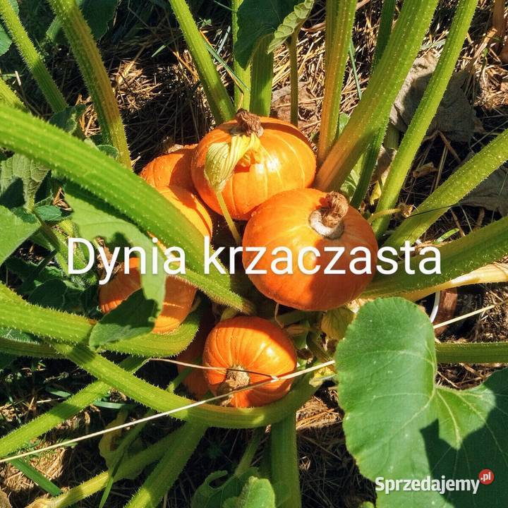 Dynia krzaczasta Unikat Nasiona pestki kolekcja Kraków