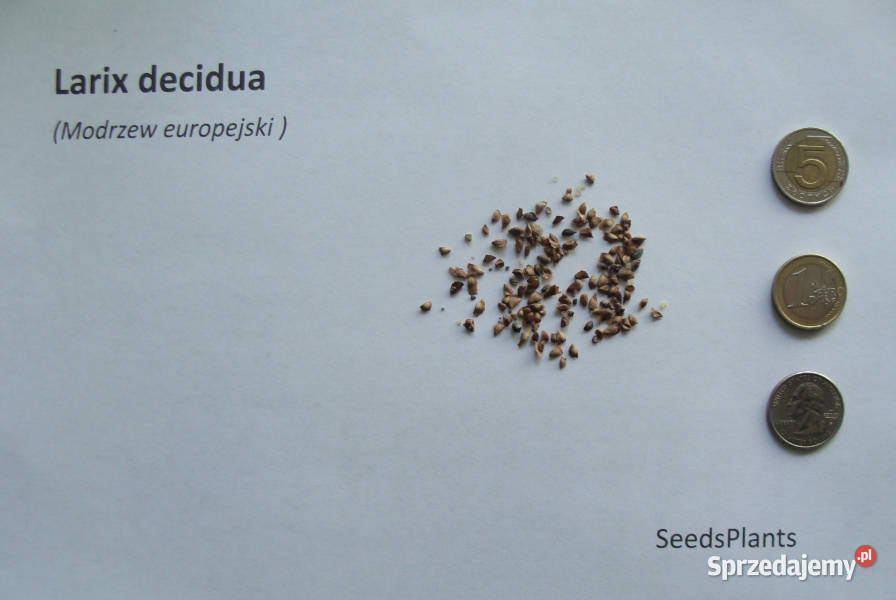 MODRZEW EUROPEJSKI Larix decidua NASIONA 2000 Lubanie