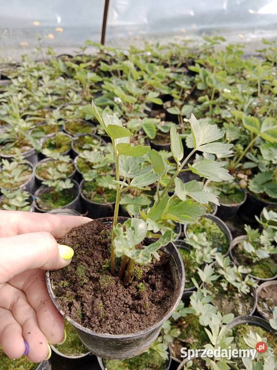 Truskawka poziomka flox mięta melisa lawenda kto