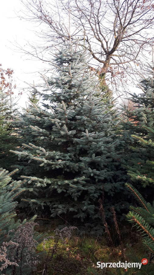 Choinka świerk srebrny 4m