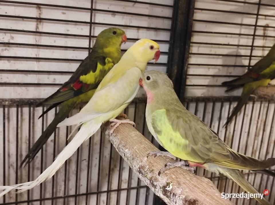 Aleksandretta obrożna cremino samica Rębków