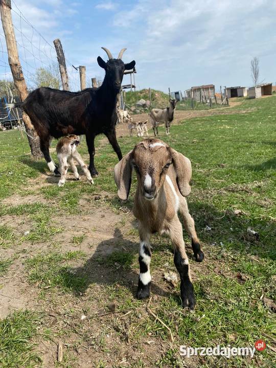 Koza mleczna z dwójką koźląt koźle Giżycko