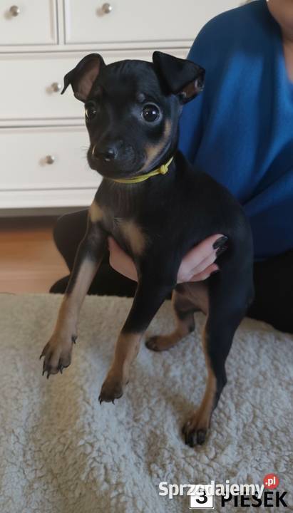 Pinczerki Pinczer Miniaturowy Zapowiedź Miotu Pozostałe Kazimierz Biskupi sprzedam