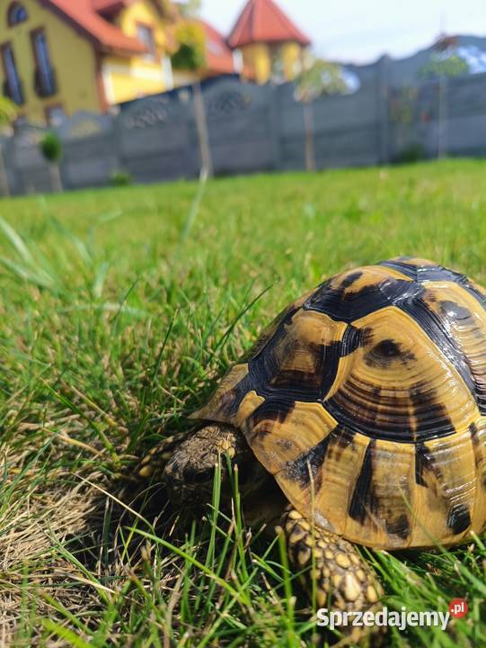 Żółw grecki Henio szuka domu świętokrzyskie Kielce sprzedam