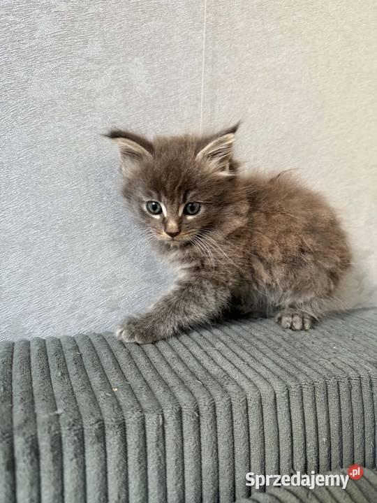 Maine Coon Starogard Gdański