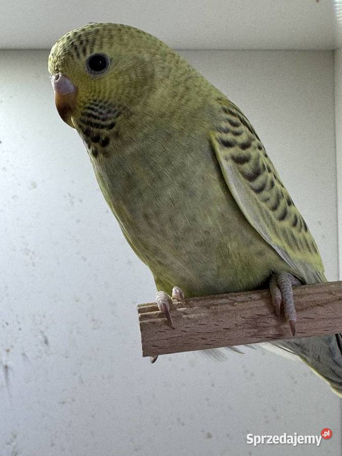 Papużki Faliste Blackface 2025 Brzeszcze