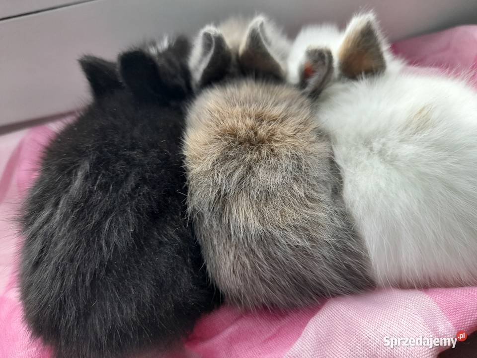 Karzełek tedduy królik miniaturka małopolskie Tarnów