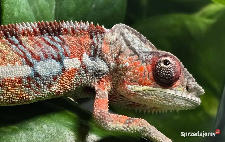 Kameleon lamparci samiec małopolskie Kraków