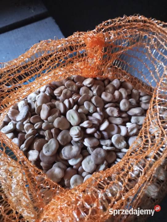 Bób Bizon Błogocice