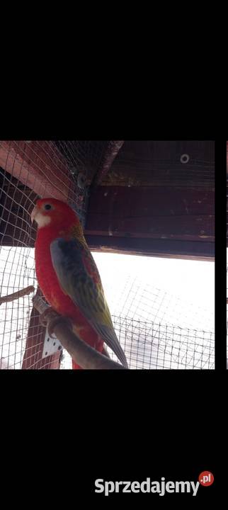 Rozellla białolica Rybitwy