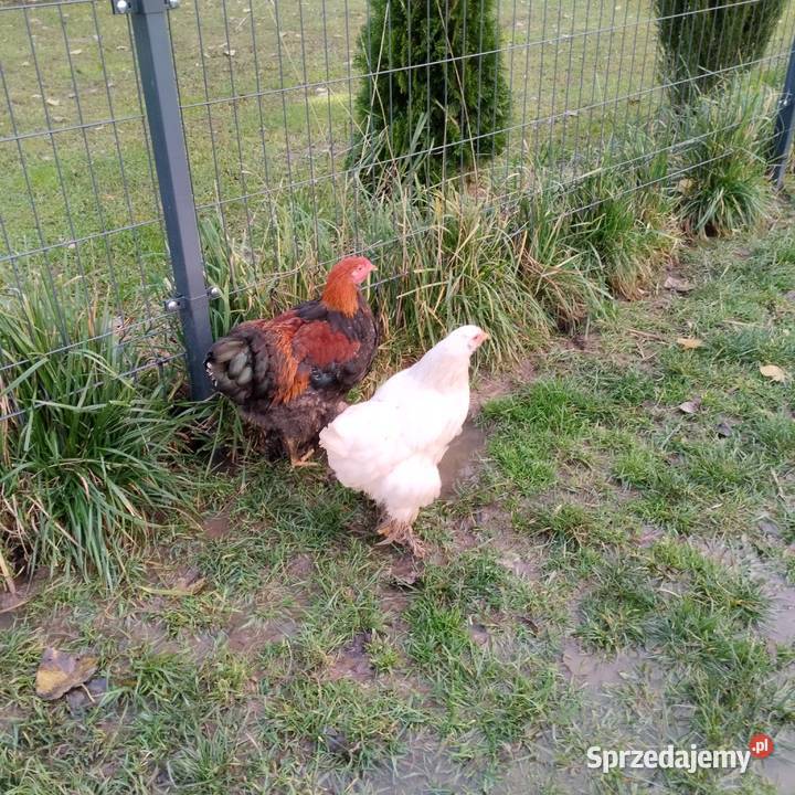Sprzedam kury brahma Drewnica