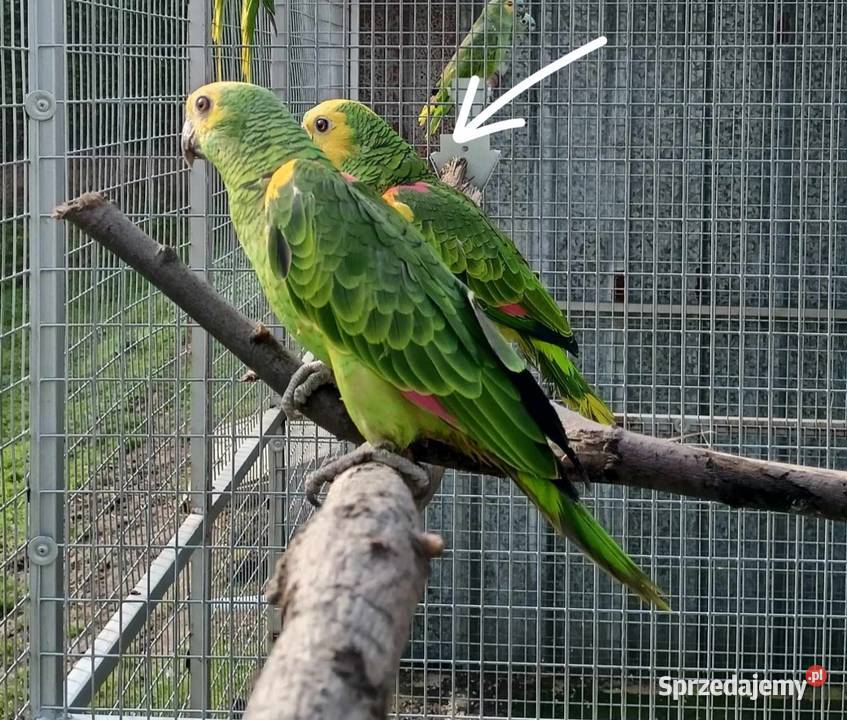 Sprzedam amazonkę niebieskoczelną śląskie Wodzisław Śląski