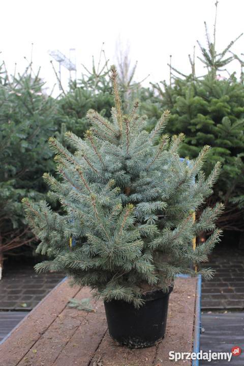 choinka z dowozem