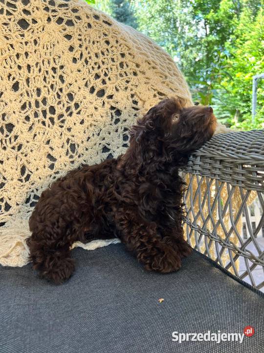 Śliczne szczeniaczki rasy Maltipoo Warszawa