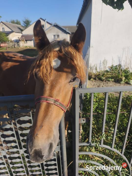 Źróbka kasztanka Kąkolewnica