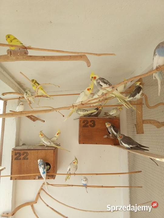 Mnichy Świergoty Faliste Nimfy Ptaki Gajków sprzedam