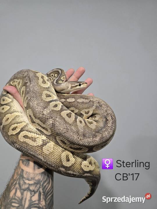 Pyton królewski samica Sterling Zawiercie