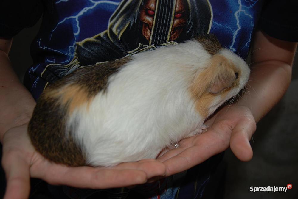 Świnka morska SAMICZKA Targoszyn sprzedam