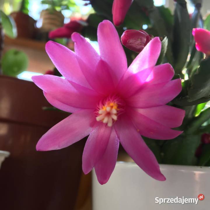 Kaktus wielkanocny 4 kolory sprzedam