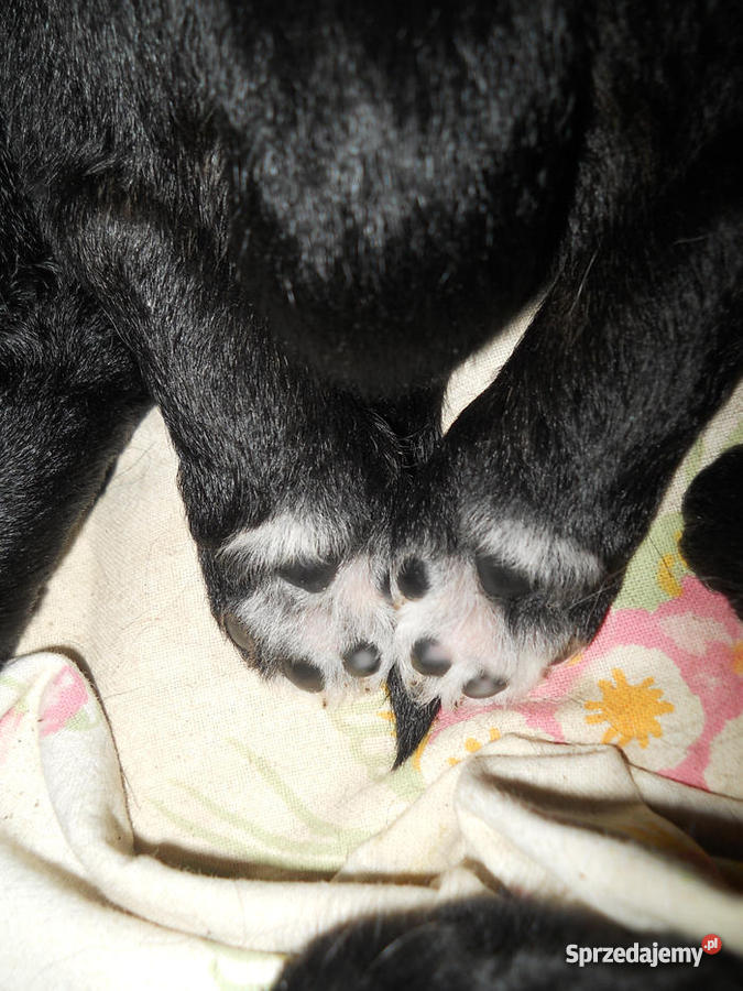 Chart afgański szczenięta z rodowodem FCI