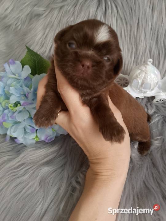 Czekoladowy piesek rasy ShihTzu Kępno