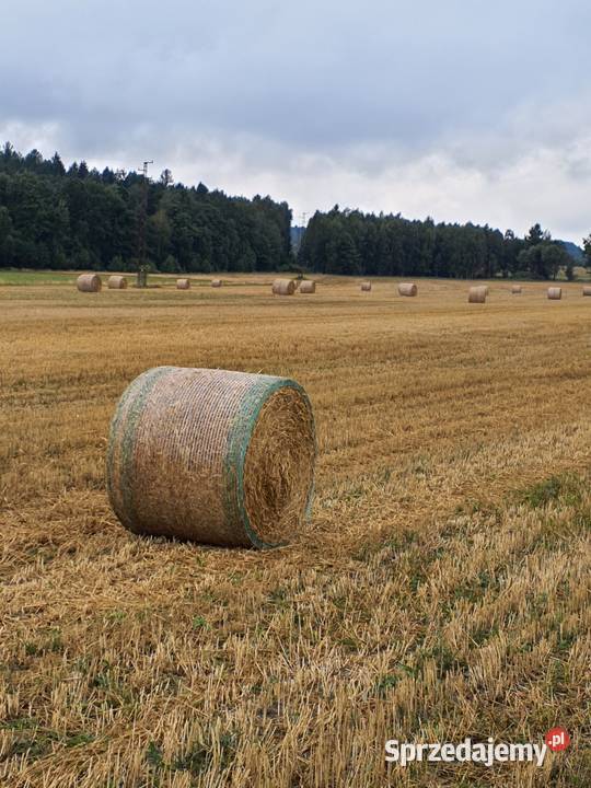 Siano bele ekoNATURA 2025 dolnośląskie Lubomierz
