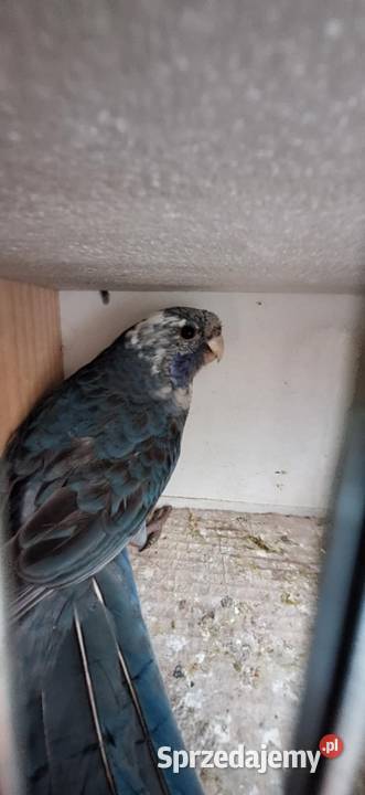 Papugi rozela królewska niebieska 2024 podkarpackie Kolbuszowa