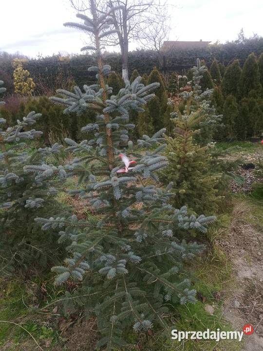 Świerk srebrny choinki Mielec