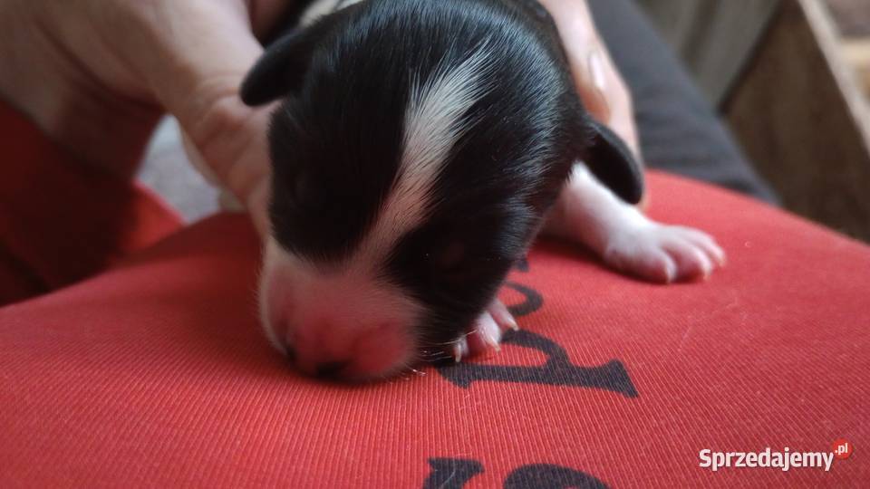 Szczeniak Champion Polski Owczarek Nizinny Chotomów sprzedam