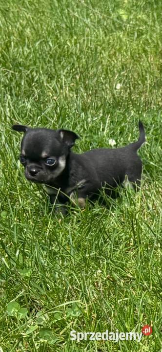 Chihuahua Sosnowiec