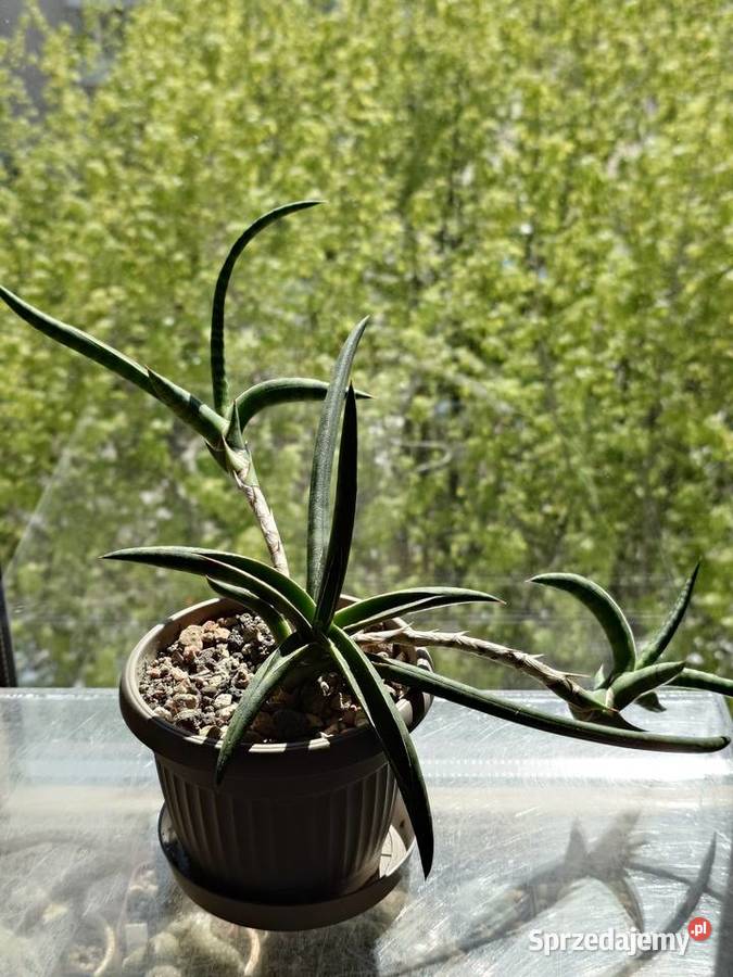 Sansevieria ballyi Minnie odrost ok 20 Warszawa