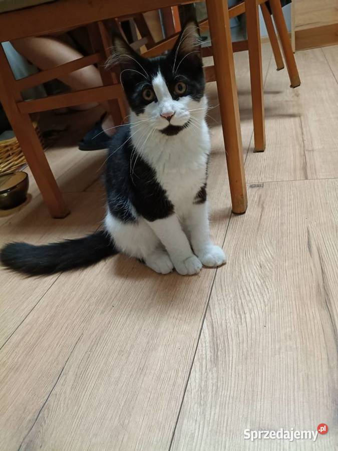 Koteczka Maine Coon zachodniopomorskie Sława