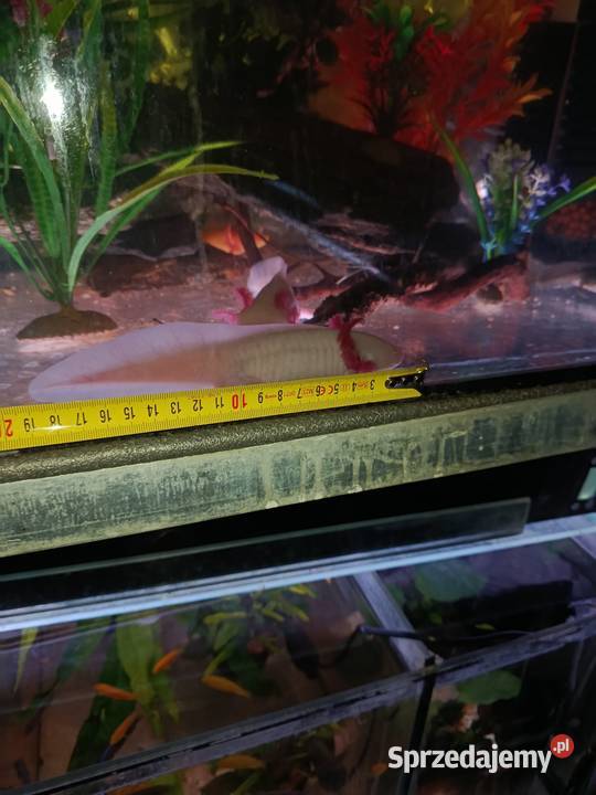 Asolotii Meksykański możliwość dostawy dopłata Poznań sprzedam