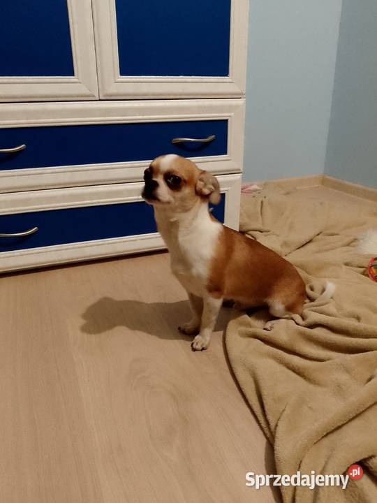 Chihuahua chłopiec Szczucin