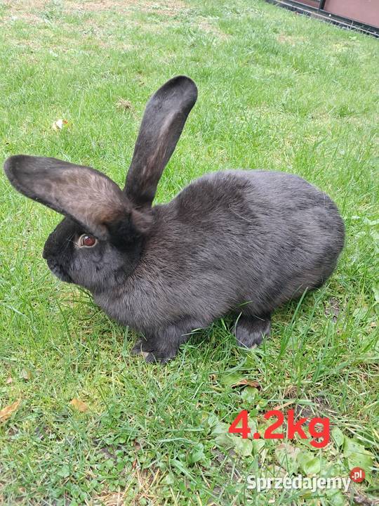 Króliki sprzedam