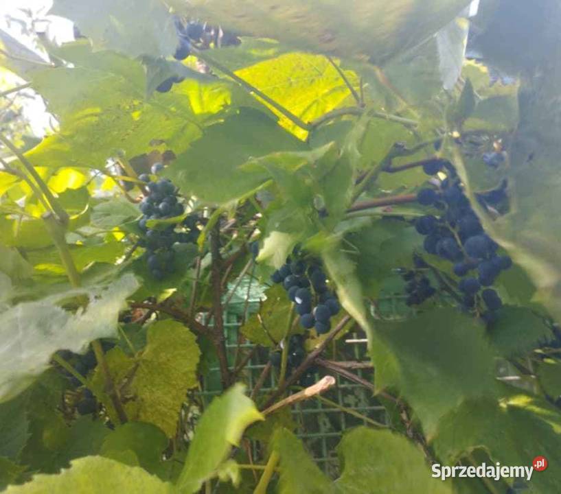 Działka Ogród Koszalin drzewa owocowe