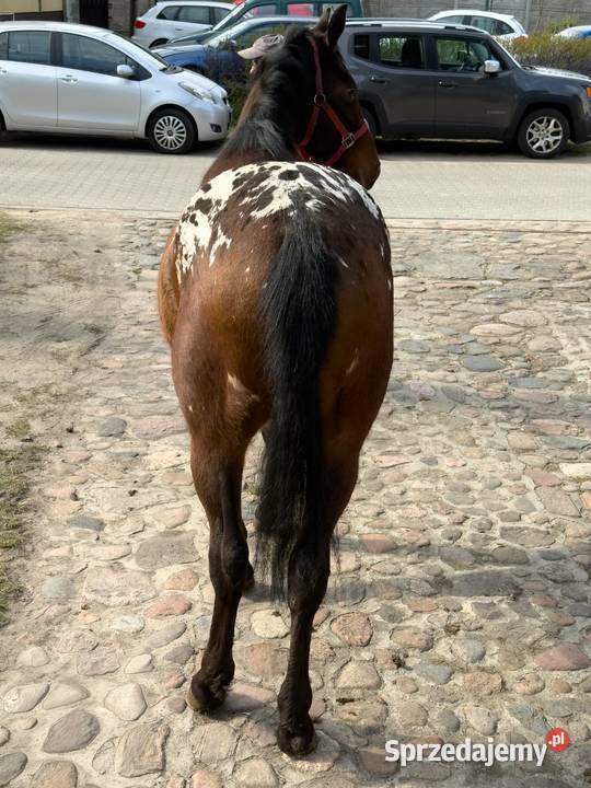 tarant wałach 2 lata Bucz